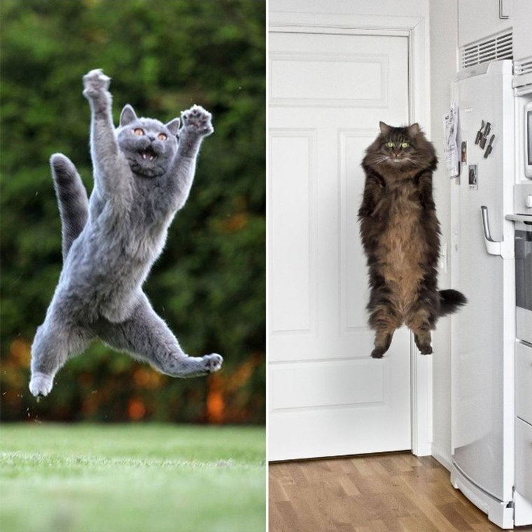 Отличной пятницы котик