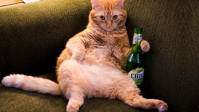 Рыжий кот бухло