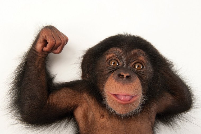 Тупая обезьяна