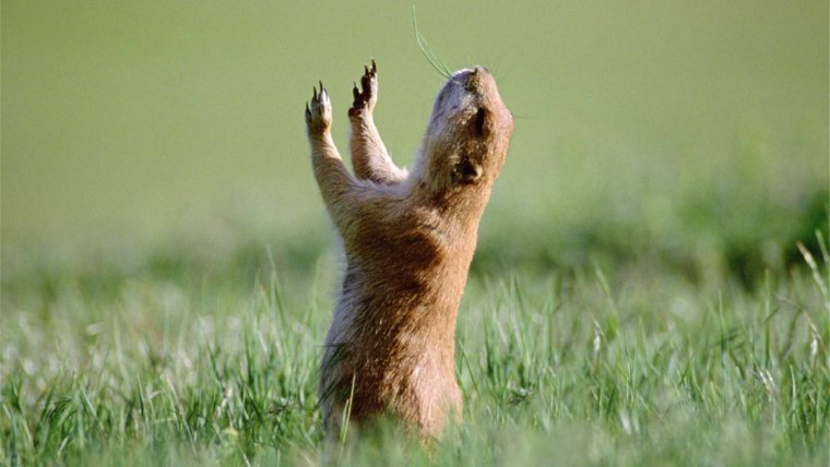 Пьяные животные