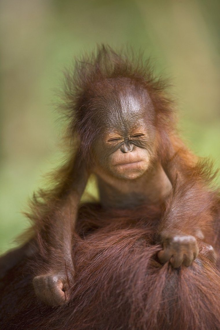 Смешные обезьяны