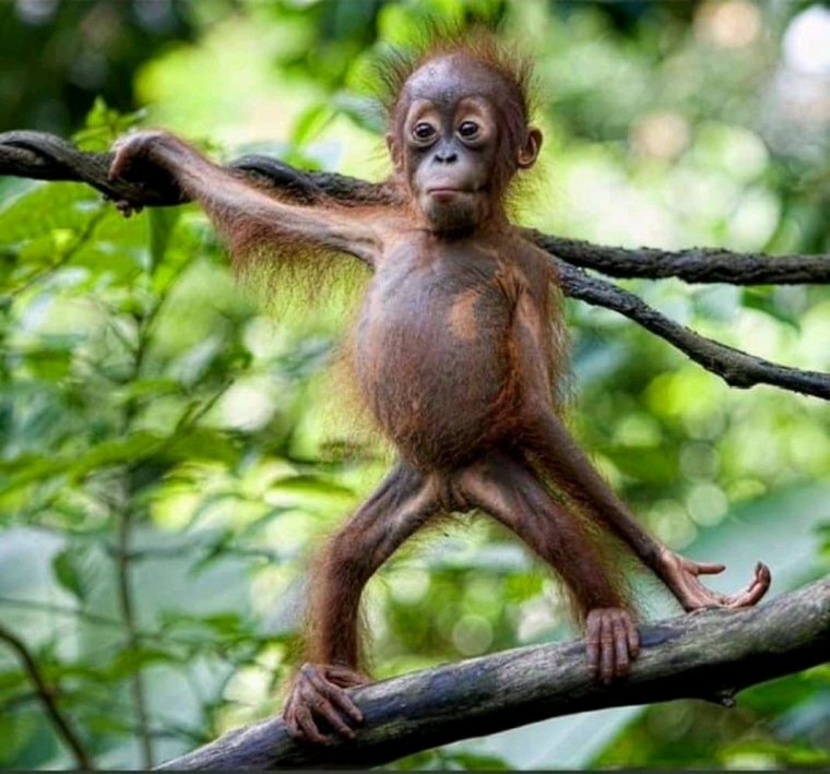 Смешные обезьянки