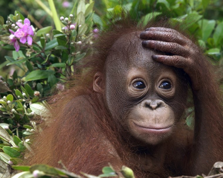 Эмоции обезьян