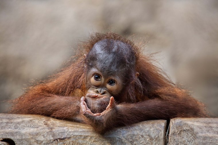 Забавные обезьянки