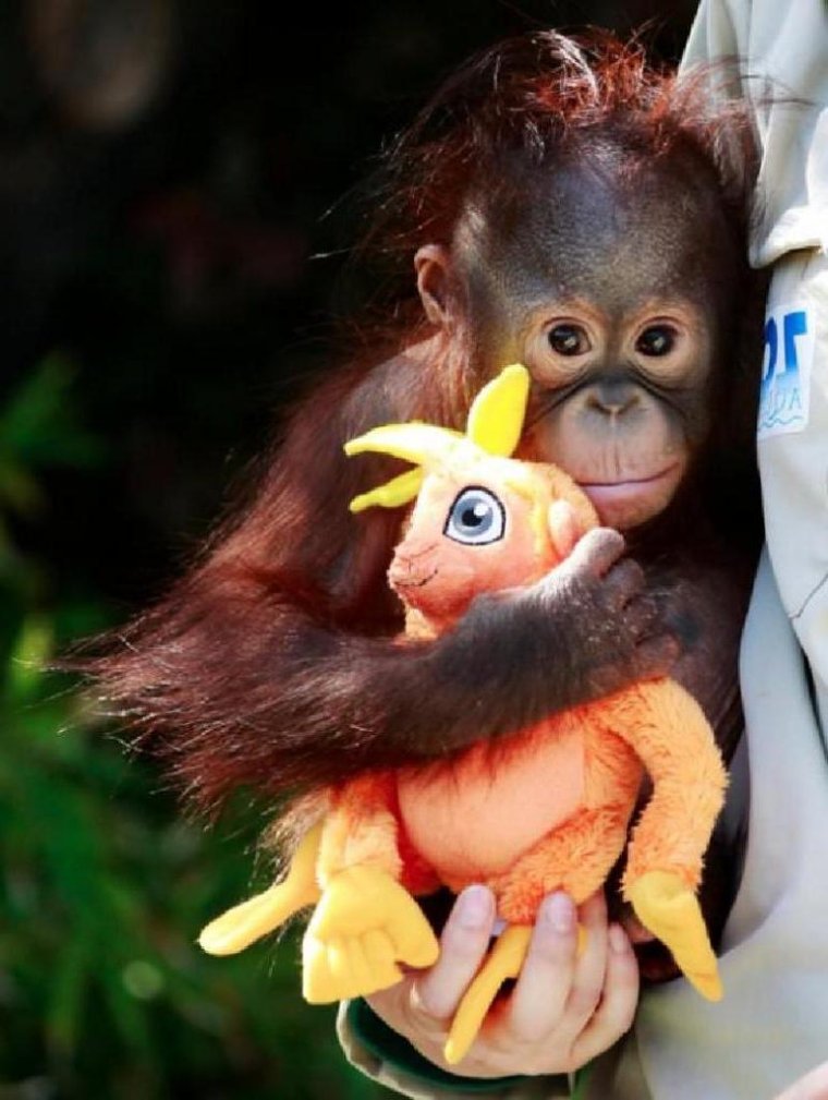 Прикольные обезьянки