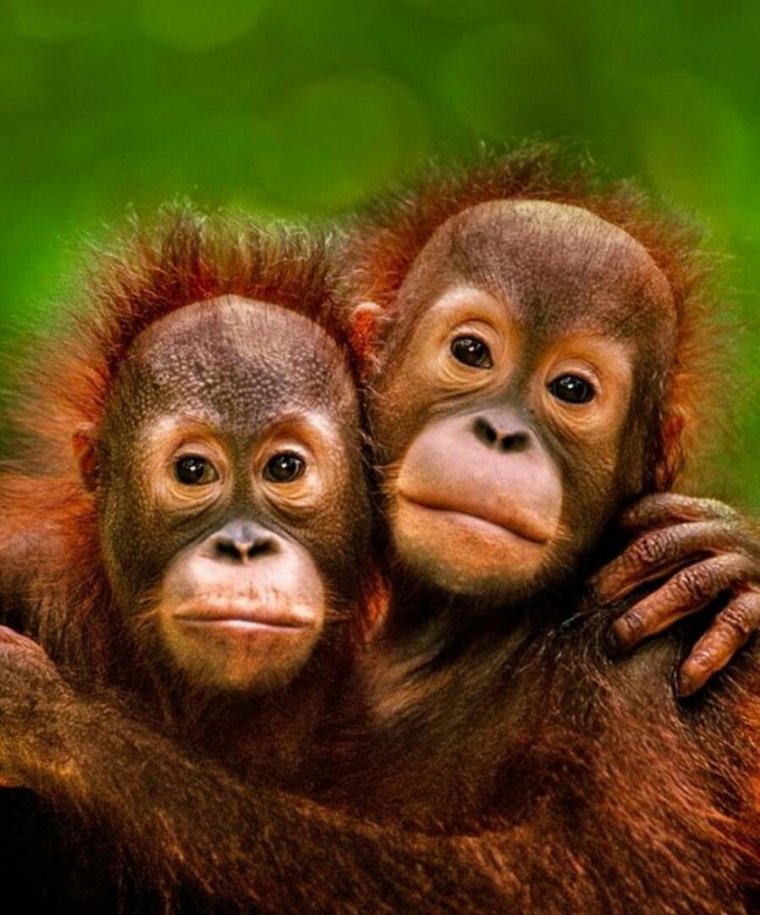 Две мартышки