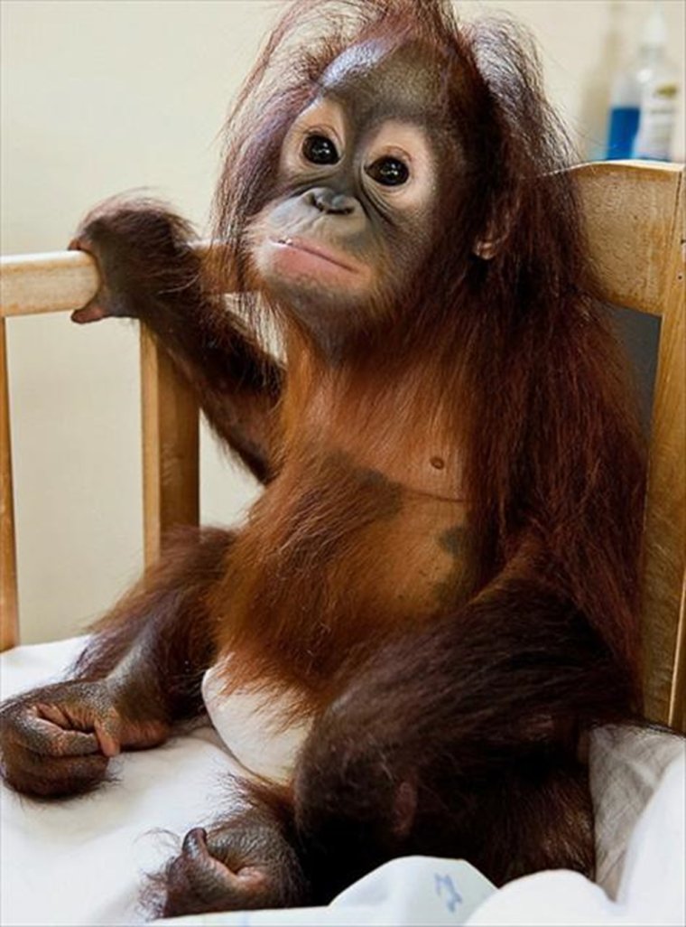 Орангутанг прикол