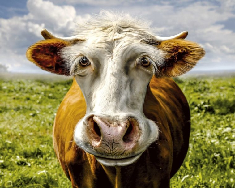 Смешные коровы