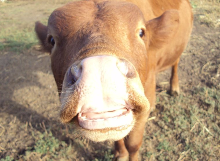 Улыбающийся бычок