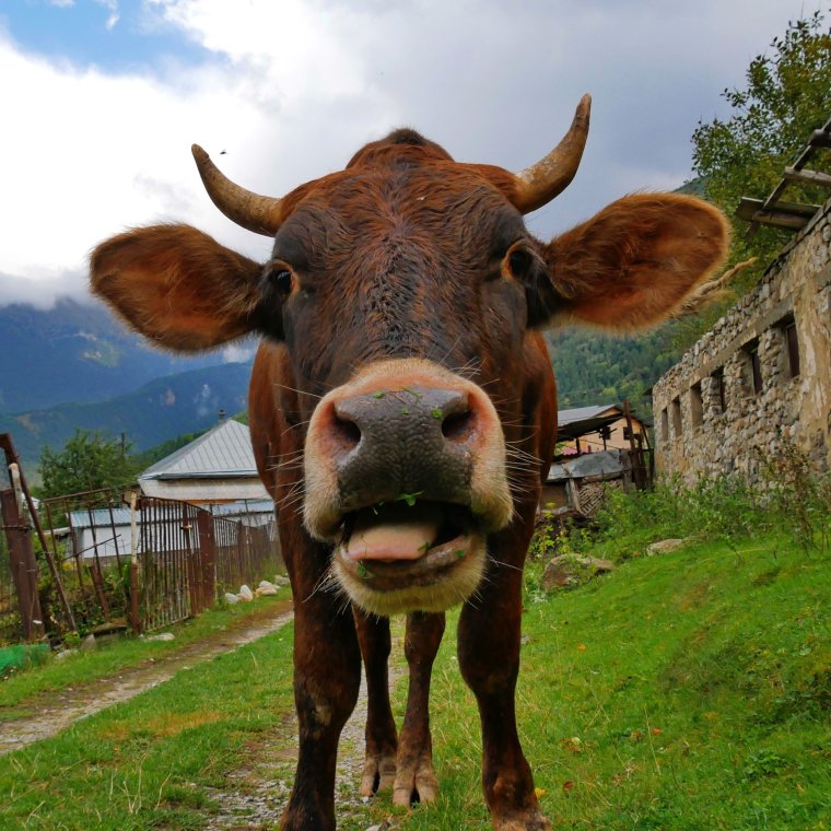 Симпатичный бычок