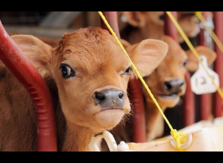 Теленок прикольный