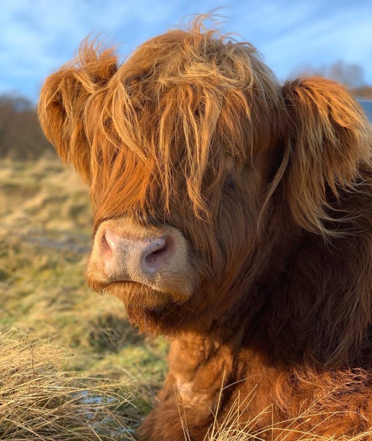 Смешные коровы