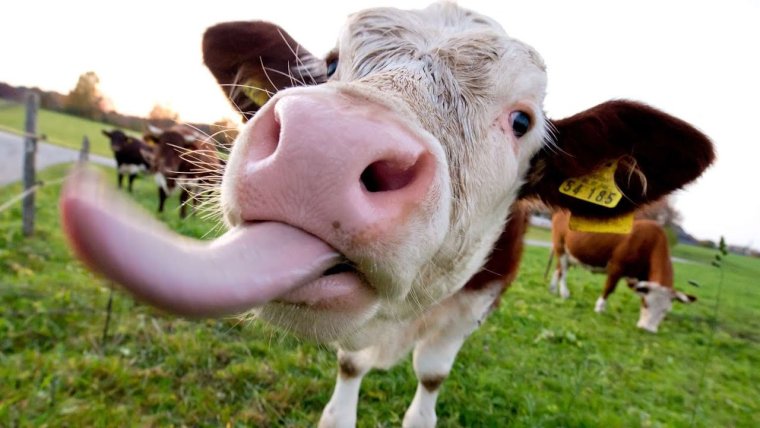 Смешные коровы