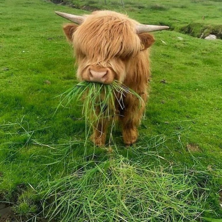 Пушистый бычок