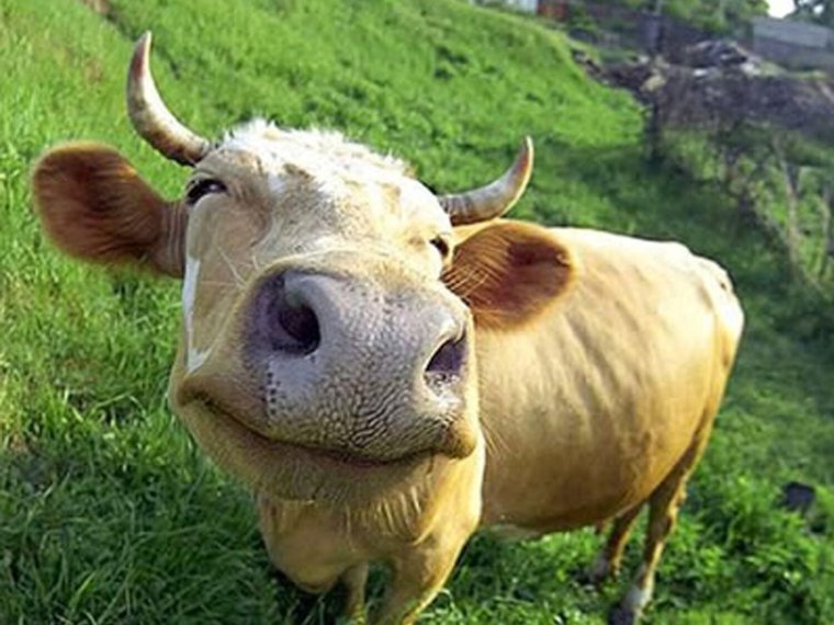 Смешные коровы