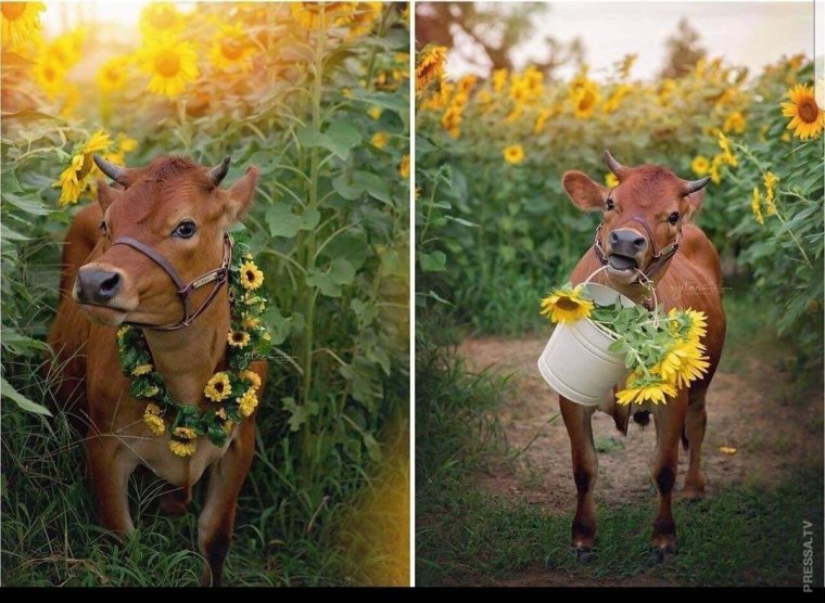 Корова в венке