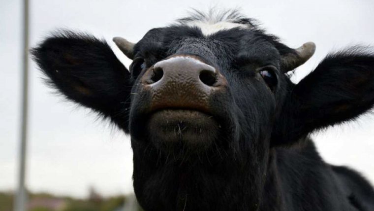 Черный теленок