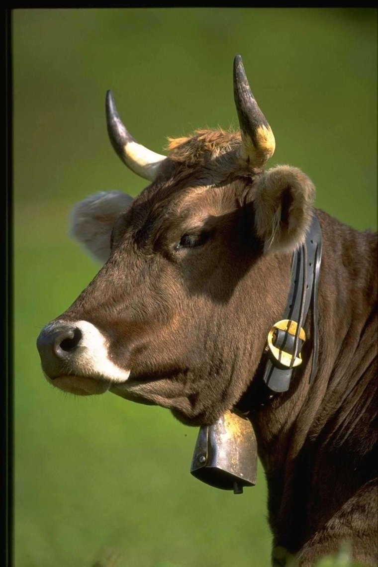 Бык и корова