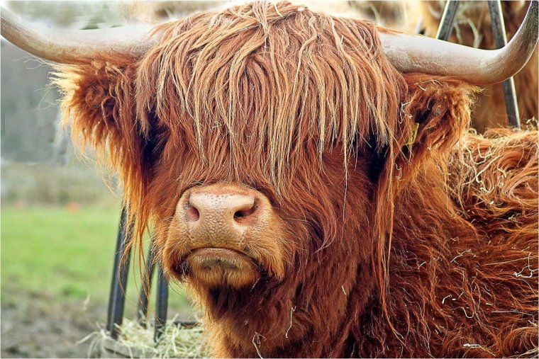 Картинки Быков прикольные