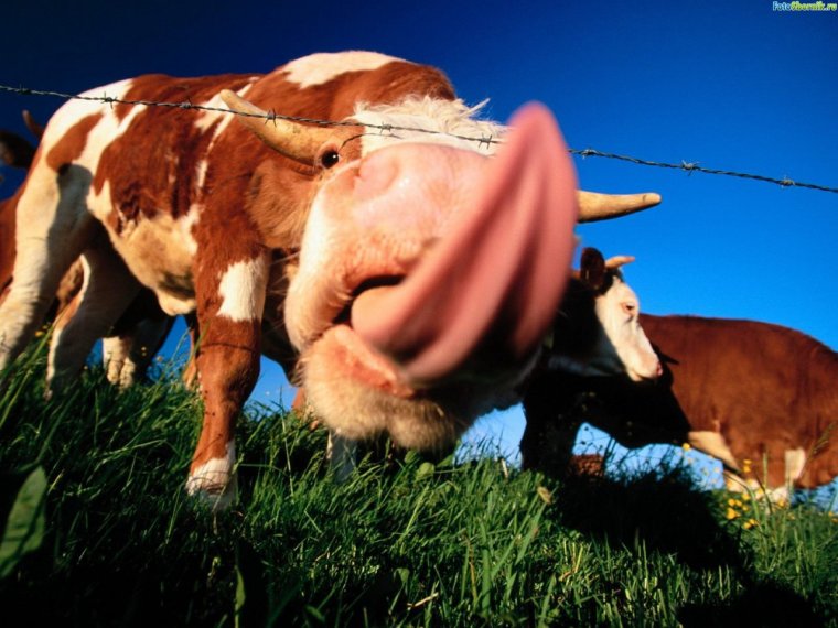 Прикольный бык