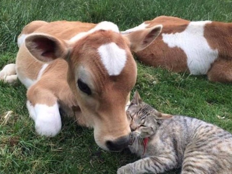 Милый бычок