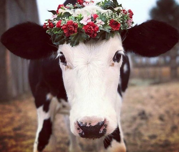 Милая корова