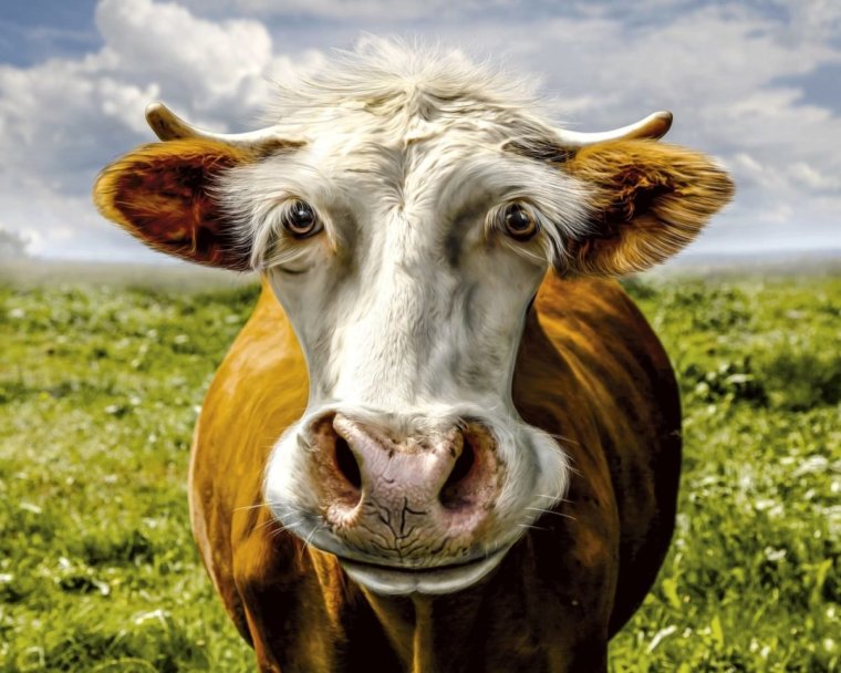 Красивая корова