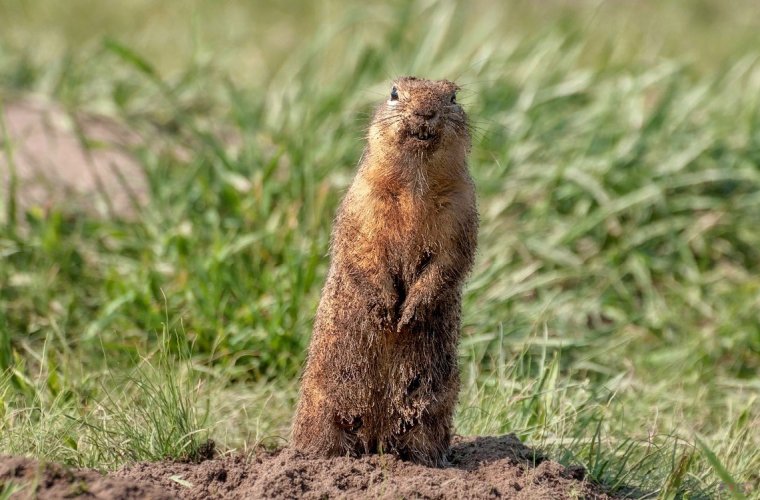 Мокрый суслик