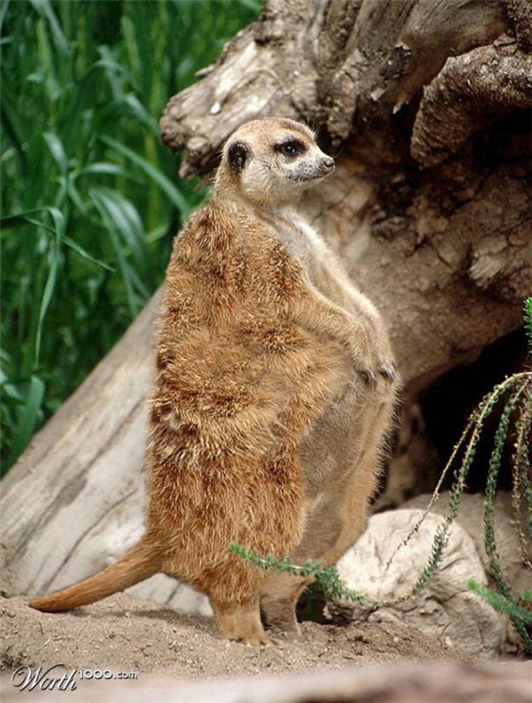 Беременные животные