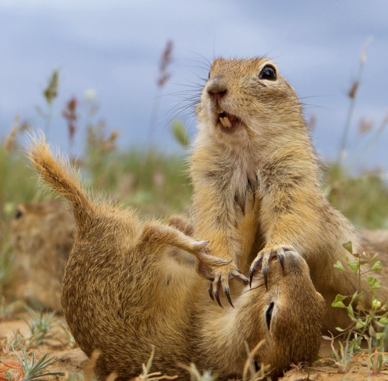Суслики смешные