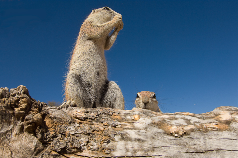 Испуганный суслик