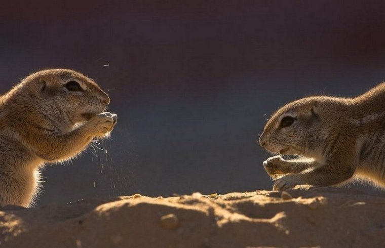 Милые суслики