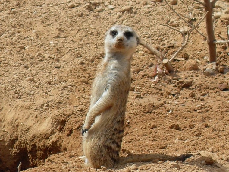 Суслики и сурикаты