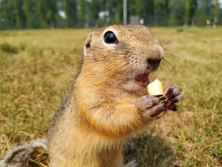 Смешные фото сусликов