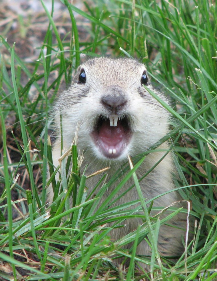 Суслик УГАРНЫЙ