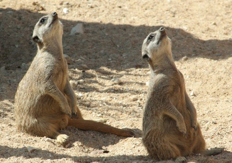 Суслик и сурикат