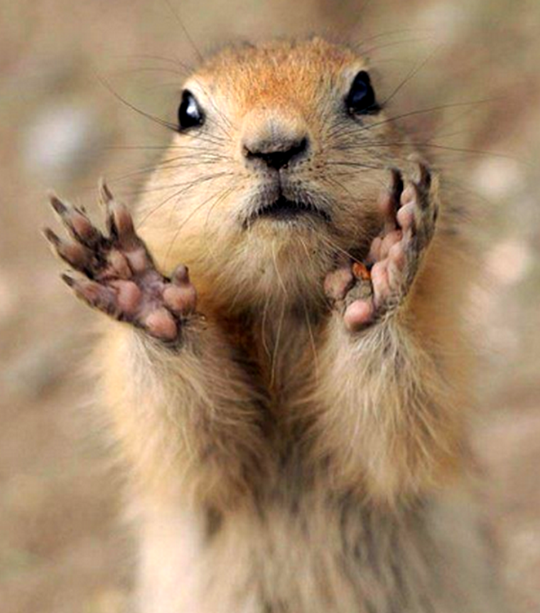 Обиженный суслик