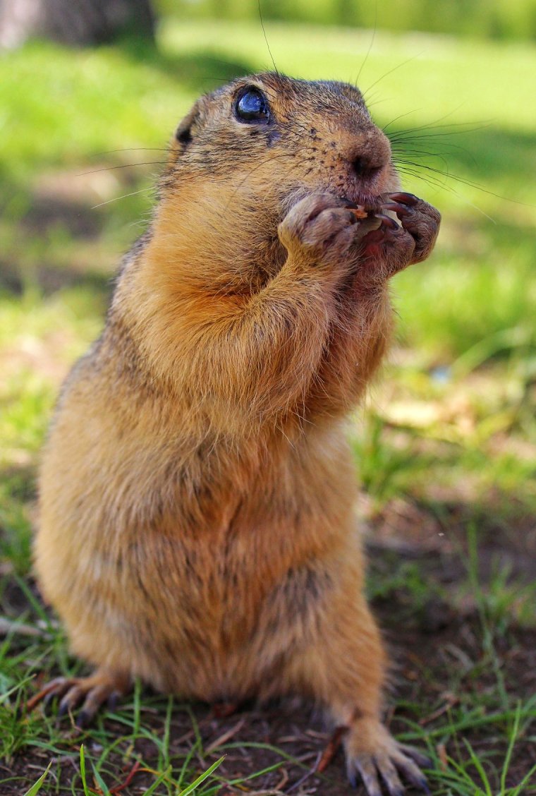 Суслики смешные