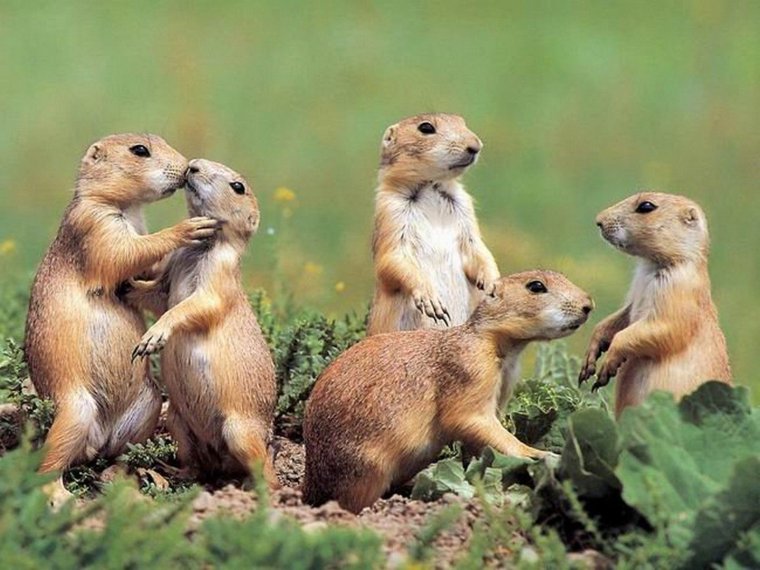 Детеныши Сурков