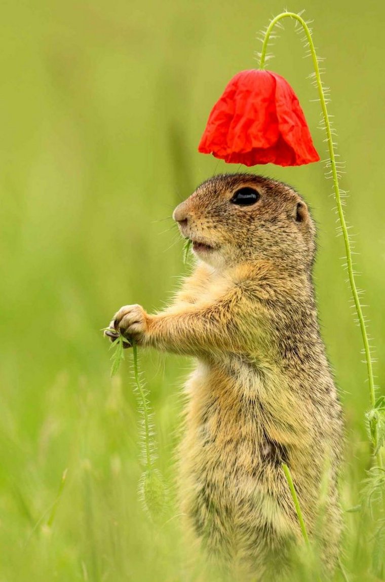 Милые суслики