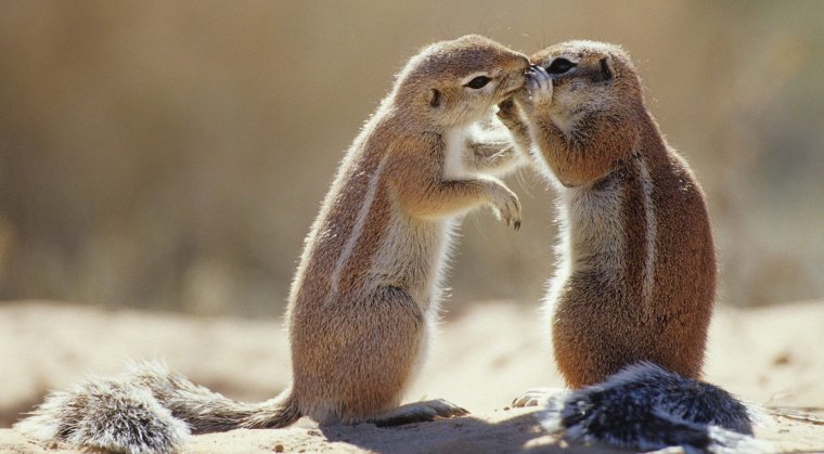 Австралийский суслик