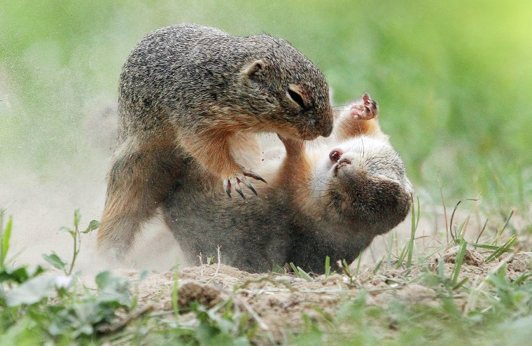 Бурундуки спариваются