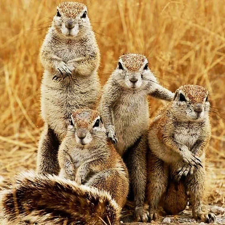 Суслик Калифорния