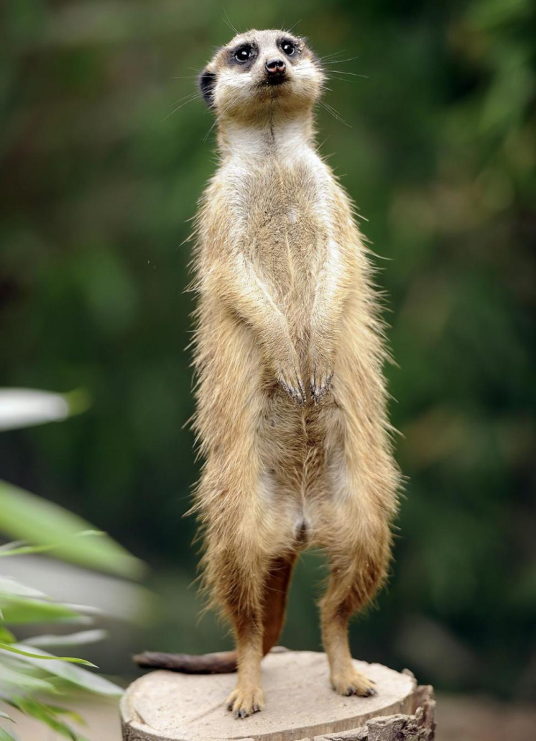 Сурикат Джон