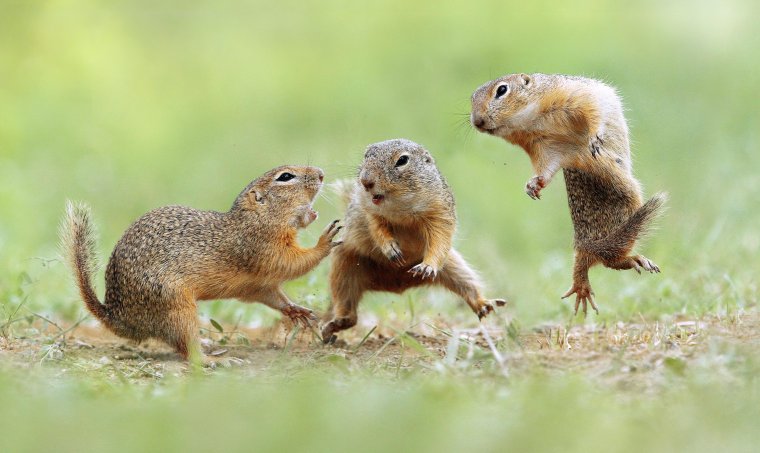 Веселый суслик