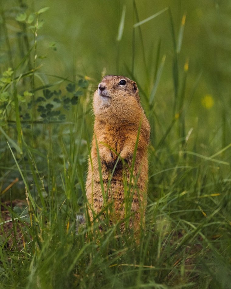 Суслик Эверсмана