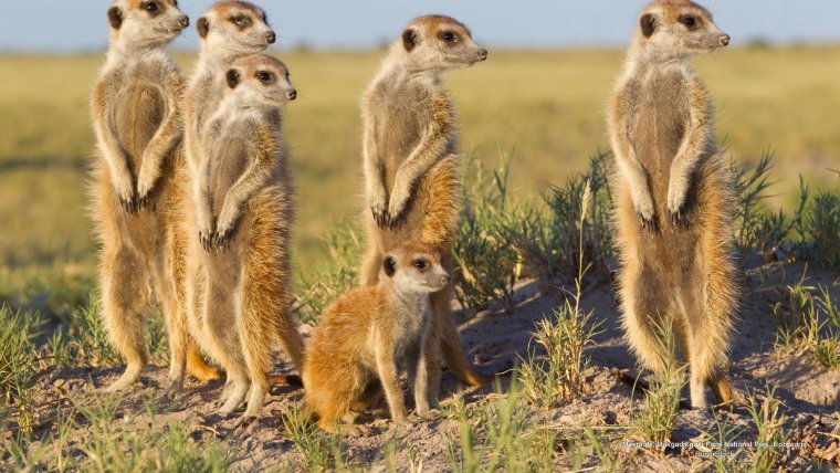 Животные пустыни сурикаты