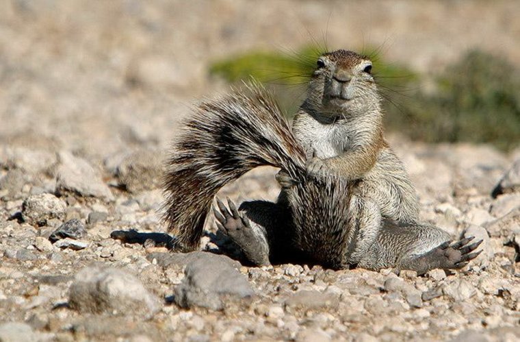 Мохнатый суслик