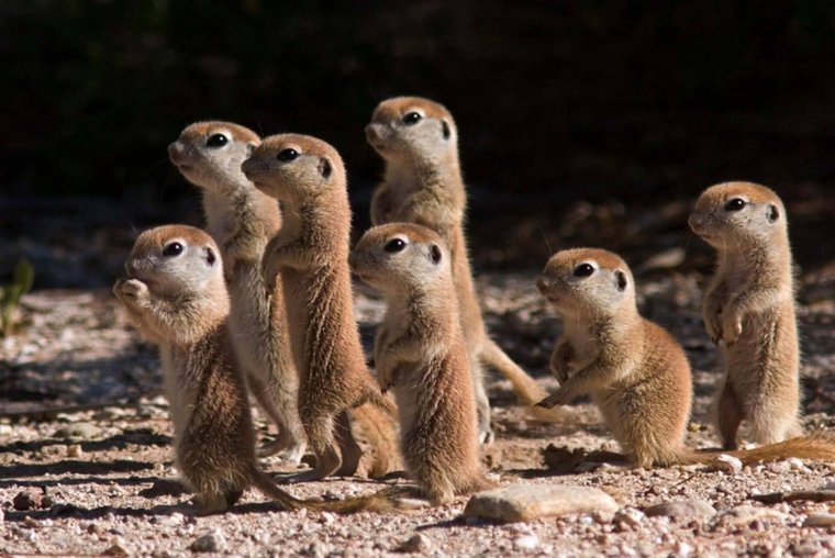 Детеныш суслика