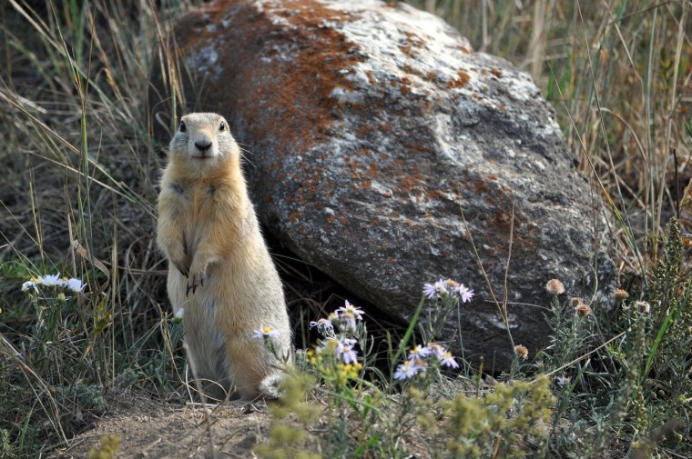 Тянь Шанский реликтовый суслик